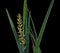 The Sansevieria Plant Latin Has Released a Spikelet of Buds in Preparation for Flowering. Isolated On Black Background