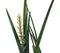 The Sansevieria Plant Latin Has Released a Spikelet of Buds in Preparation for Flowering. Isolated On White Background