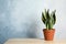 Sansevieria plant in pot on table near color wall. Home decor