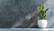 Sansevieria Plant in Sleek White Pot Against Textured Grey Wall