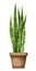 Sansevieria plant snake plant. Houseplant in a pot. Vector illustration