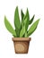 Sansevieria plant snake plant. Houseplant in a pot. Vector illustration