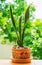 Sansevieria plant, a tree that purifies the air.