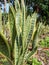 sansevieria plants