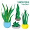 Sansevieria plants in ceramic pots different shapes on white background isolated vectors