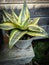 Sansevieria plants planted in pots become decorations in front of the house