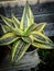 Sansevieria plants planted in pots become decorations in front of the house