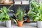 Sansevieria plants. Stylish green plant in ceramic pots. Many different plants in flower pots in flowers store. Garden