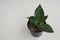 Sansevieria plants or young snake plants in pots