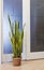 Sansevieria potted indoor plants green garden background Home decor