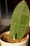 Sansevieria shoots