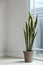 Sansevieria or snake plant at home
