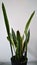 Sansevieria, snake plant or mother-in-law`s_tongue plant