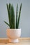 A sansevieria snake plant potted