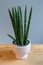 A sansevieria snake plant potted