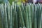 Sansevieria stuckyi plant tall shape for fresh environment and therapy