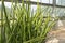 Sansevieria stuckyi plant in the tropical garden