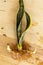 Sansevieria Trifasciat viper\\\'s bowstring hemp plant