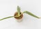 Sansevieria Trifasciata bantels sensation snake plant root rot