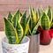 Sansevieria trifasciata Laurentii - Variegated Snake Plant