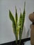 Sansevieria trifasciata or lidah mertua is a plant that is quite popular as an indoor decoration room