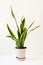 Sansevieria trifasciata, or the Mother-in-Law`s Tongue in an old