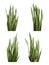 Sansevieria trifasciata plant (snake plant)