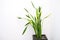 Sansevieria trifasciata plant on a white background.