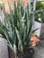 Sansevieria trifasciata or Snake plant or Mother-in-law`s tongue or Saint George`s sword.