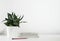 Sansevieria trifasciata or Snake plant in pot and book