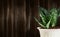 Sansevieria trifasciata or Snake plant in pot on wood background