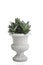 Sansevieria trifasciata or Snake plant in round concrete pots.