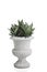 Sansevieria trifasciata or Snake plant in round concrete pots.