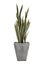 Sansevieria trifasciata or Snake plant in square concrete pots.