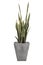 Sansevieria trifasciata or Snake plant in square concrete pots.