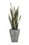 Sansevieria trifasciata or Snake plant in square concrete pots.