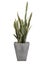 Sansevieria trifasciata or Snake plant in square concrete pots.