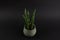sansevieria velvet touchz in ceramic planter with black background  top view