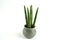 sansevieria velvet touchz in ceramic planter with white background  top view