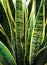 Sansevieria zeylanica is a tough, hardy snake plant. it& x27;s vividly green with gorgeous leaf stripes.