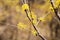 Sansuyu village, Cornus officinalis at spring in Icheon, Korea