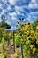 SANTA ANA, CA - APRIL 14, 2017: Windmill and wildflowers in Gospel Swamp Natural Area at the Heritage Museum of Orange County