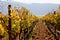 Santa Barbara California wine country