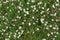 Santa Barbara daisy, Spanish daisy flowers in white, pink growing on green grass