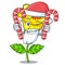 Santa with candy allamanda flower isolated in the mascot