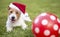 Santa christmas happy pet dog puppy with gift ball