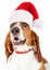 Santa Claus Basset Hound Dog Close-up