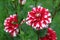 Santa Claus dahlias bloom in summer garden