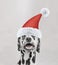 Santa claus dalmatian dog with new year cap and happy face