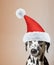 Santa claus dalmatian dog with new year hat and angry face